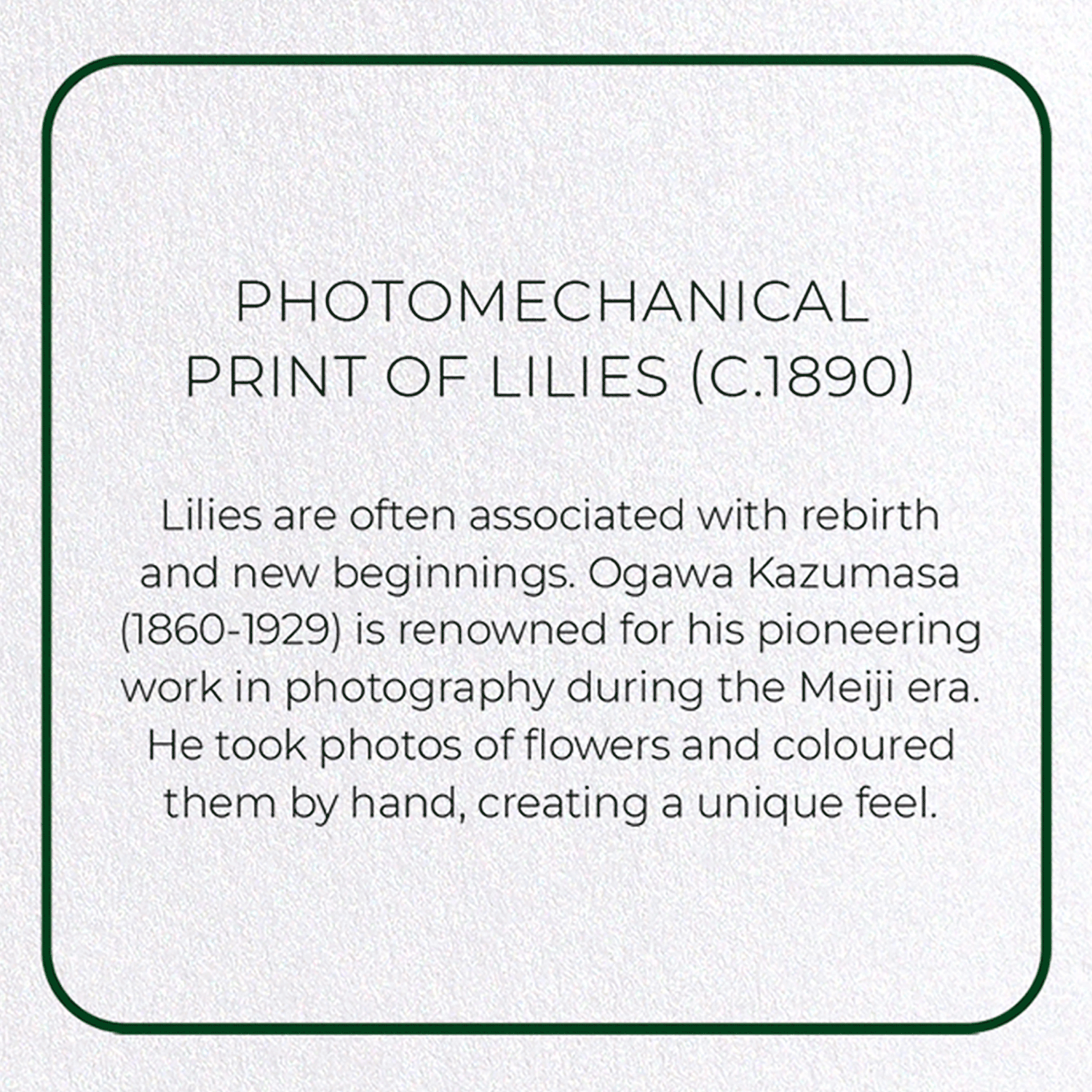 PHOTOMECHANICAL PRINT OF LILIES (C.1890): Photo Greeting Card