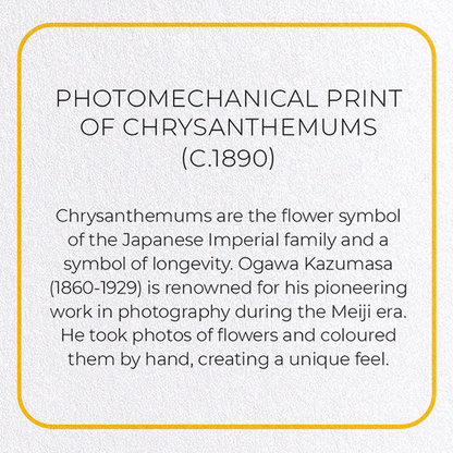 PHOTOMECHANICAL PRINT OF CHRYSANTHEMUMS (C.1890): Photo Greeting Card