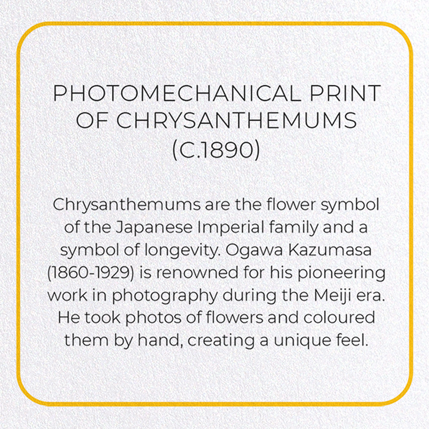PHOTOMECHANICAL PRINT OF CHRYSANTHEMUMS (C.1890): Photo Greeting Card
