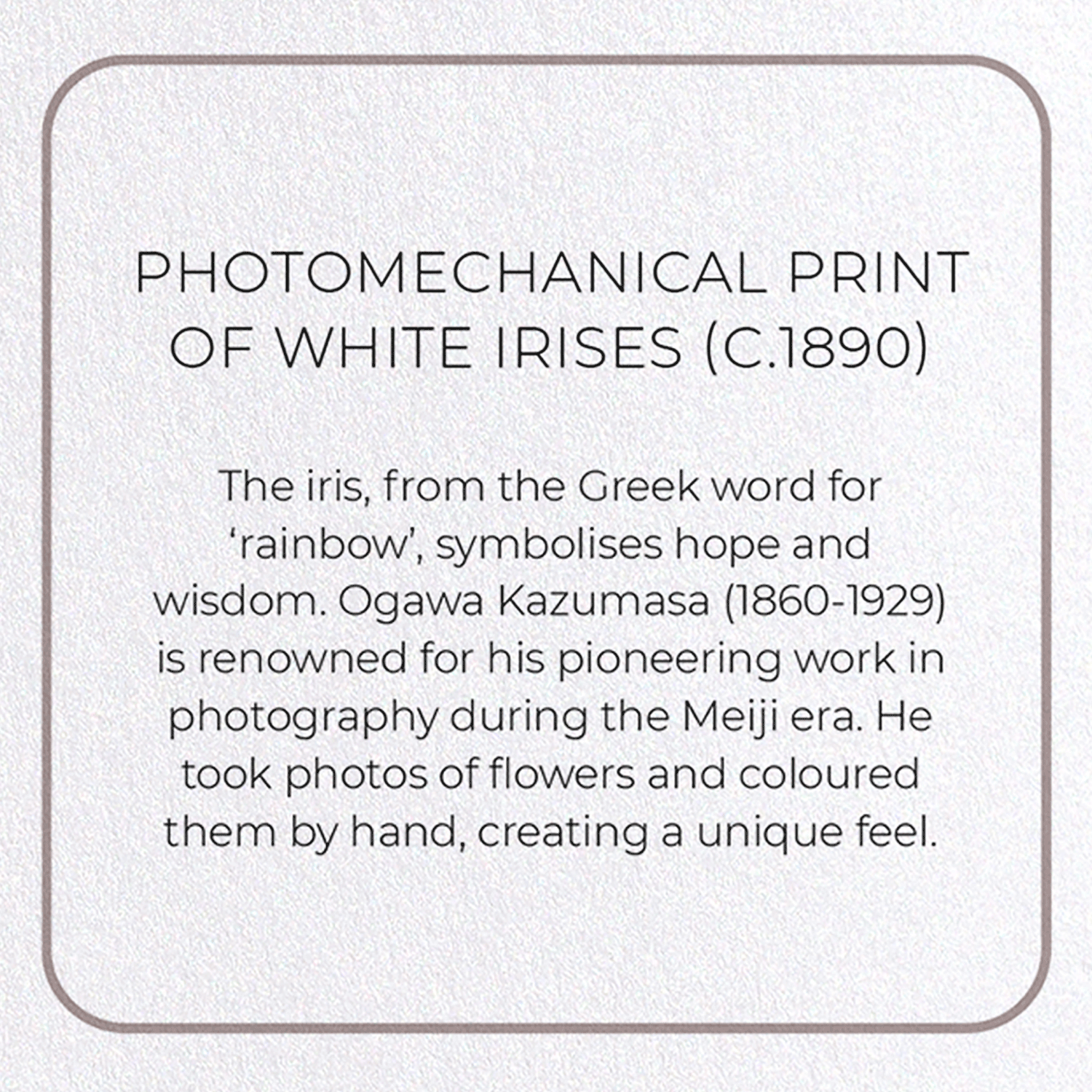 PHOTOMECHANICAL PRINT OF WHITE IRISES (C.1890): Photo Greeting Card