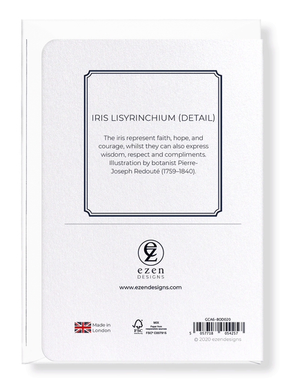 IRIS LISYRINCHIUM: Botanical Greeting Card