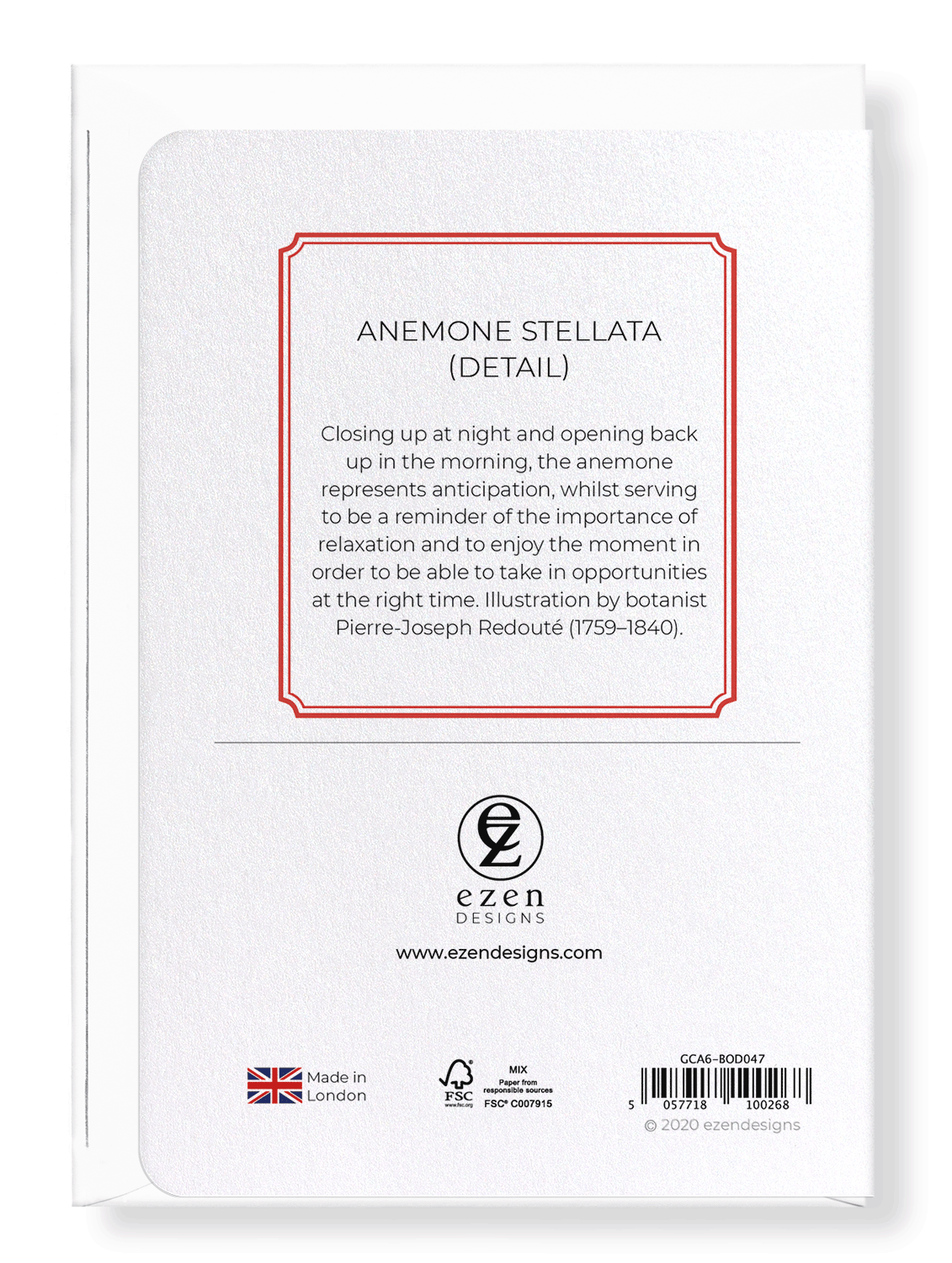 ANEMONE STELLATA: Botanical Greeting Card