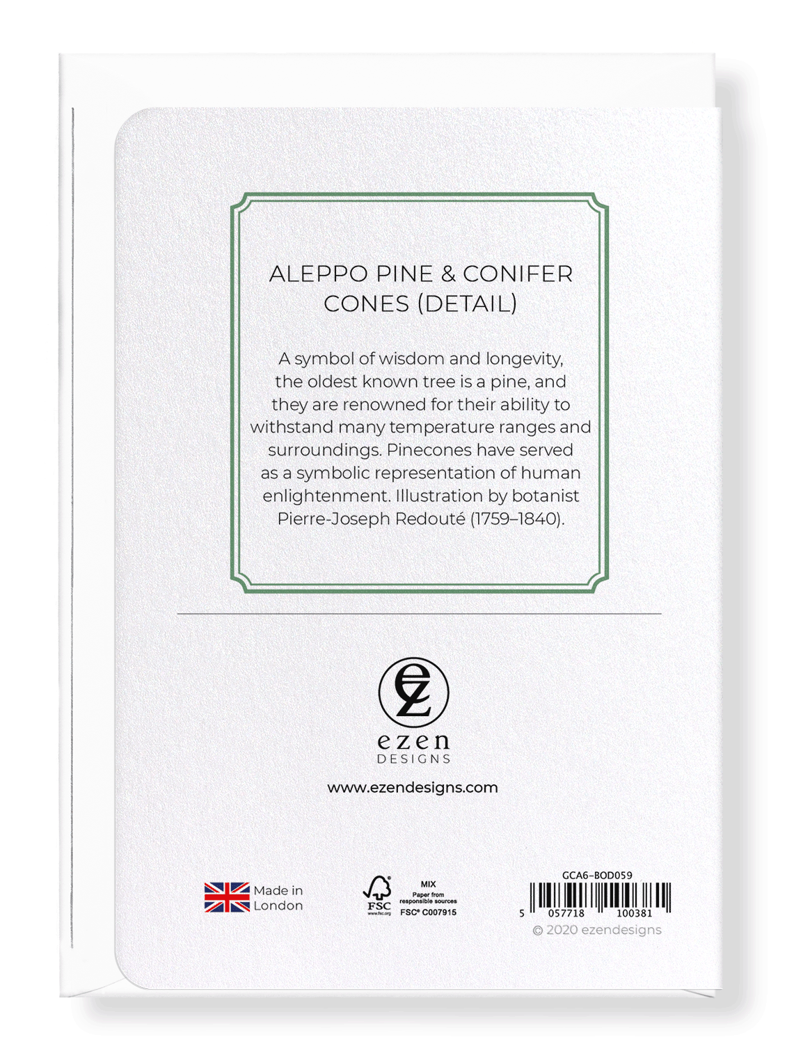 ALEPPO PINE & CONIFER CONES: Botanical Greeting Card