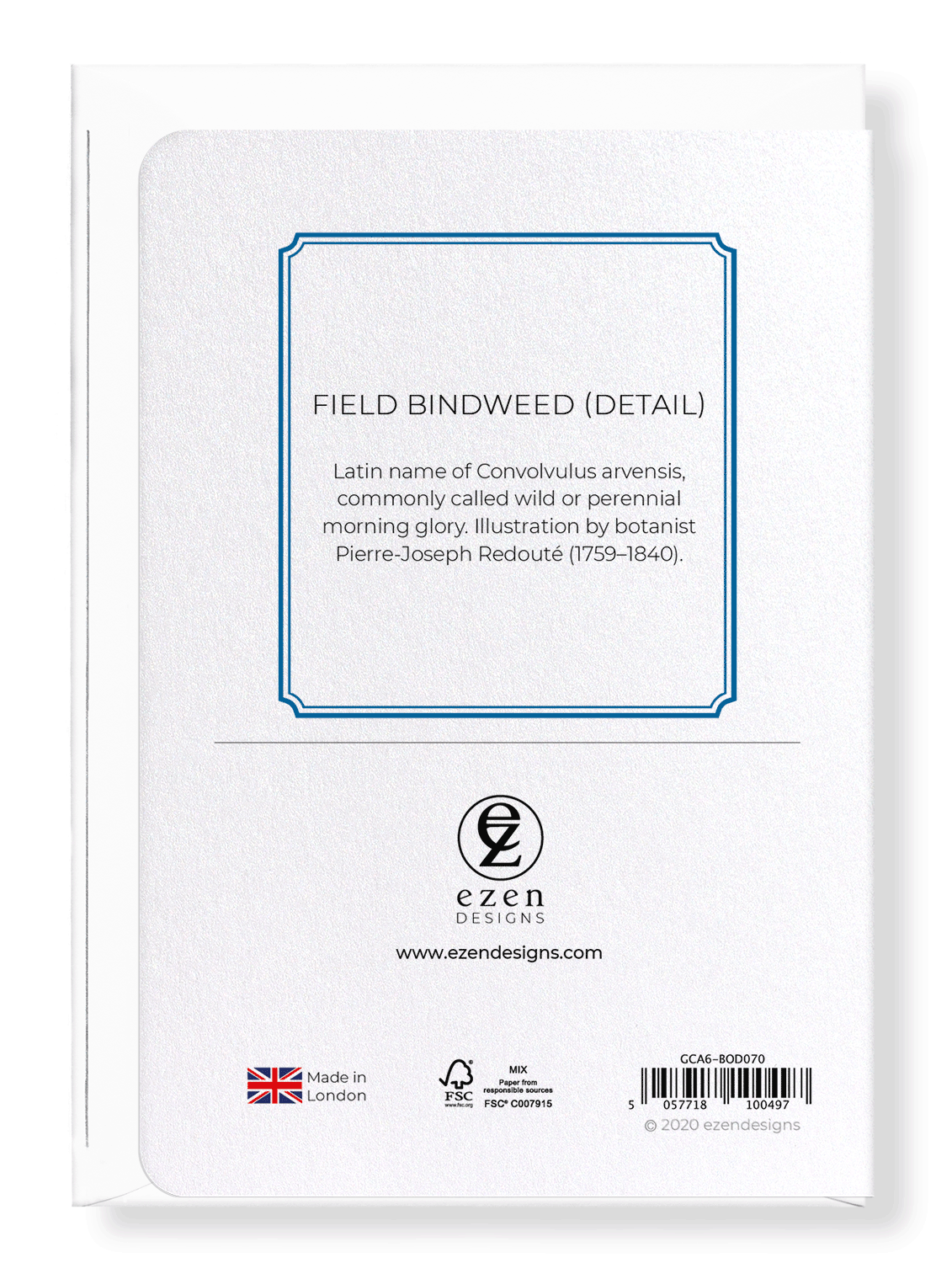 FIELD BINDWEED: Botanical Greeting Card
