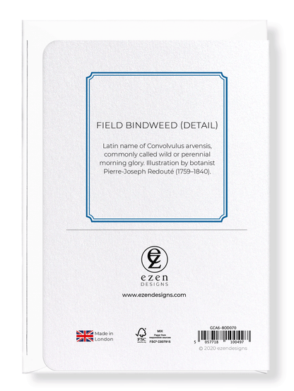 FIELD BINDWEED: Botanical Greeting Card