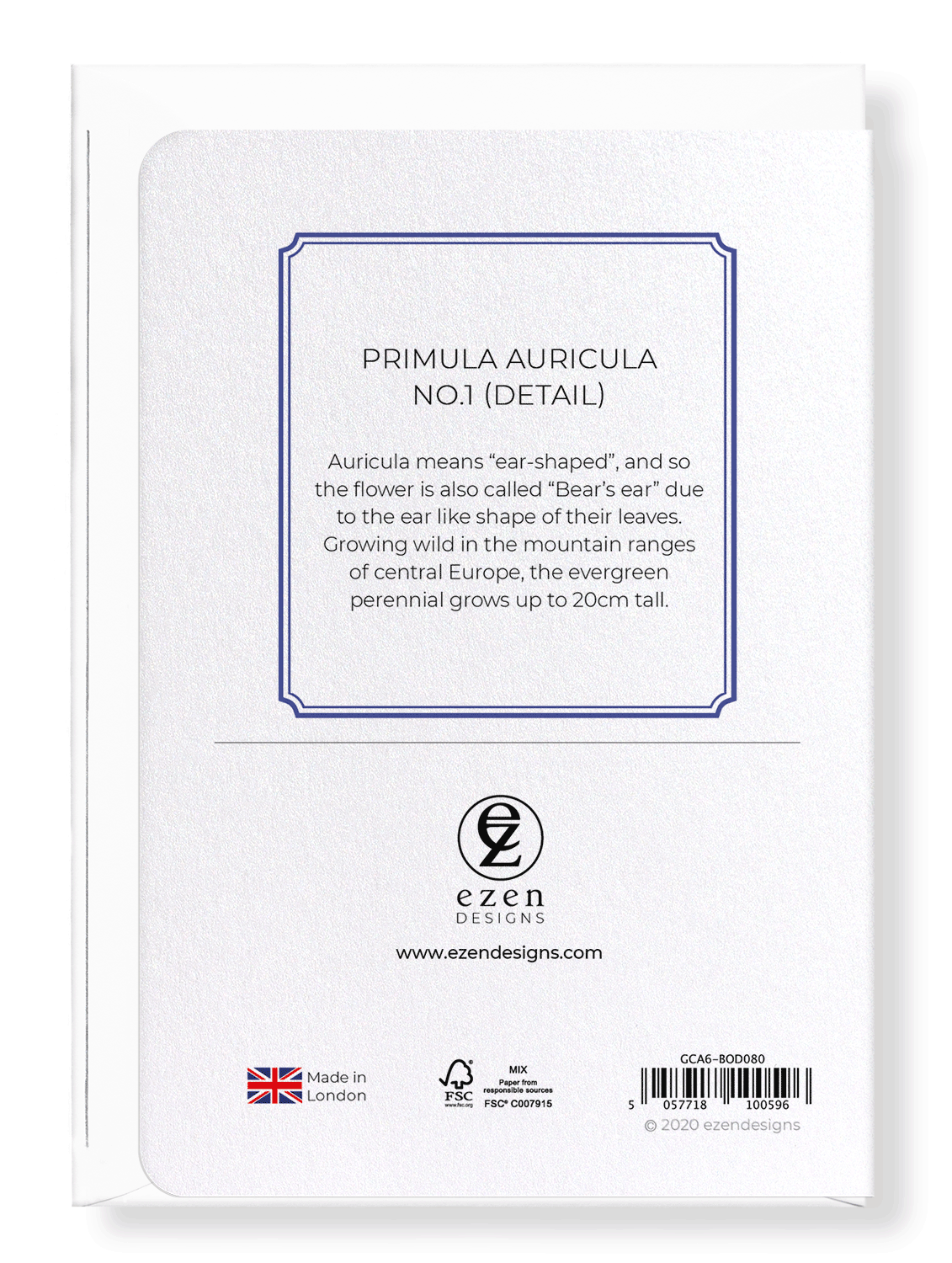 PRIMULA AURICULA NO.1: Botanical Greeting Card