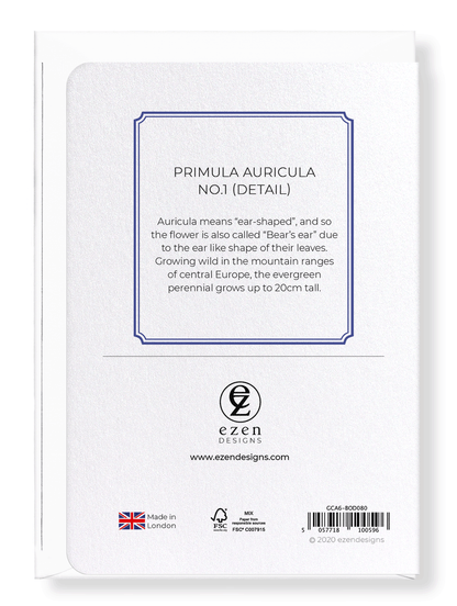 PRIMULA AURICULA NO.1: Botanical Greeting Card