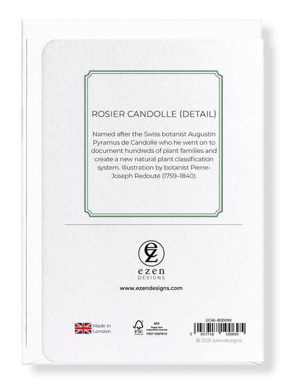 ROSIER CANDOLLE: Botanical Greeting Card