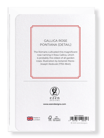 GALLICA ROSE PONTIANA: Botanical Greeting Card