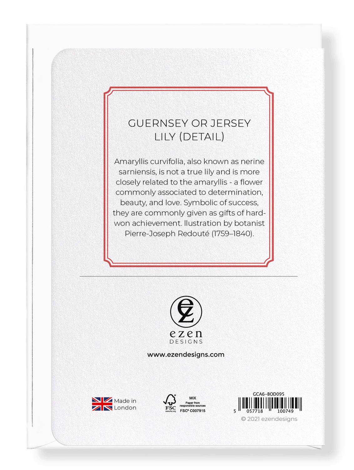 GUERNSEY OR JERSEY LILY: Botanical Greeting Card