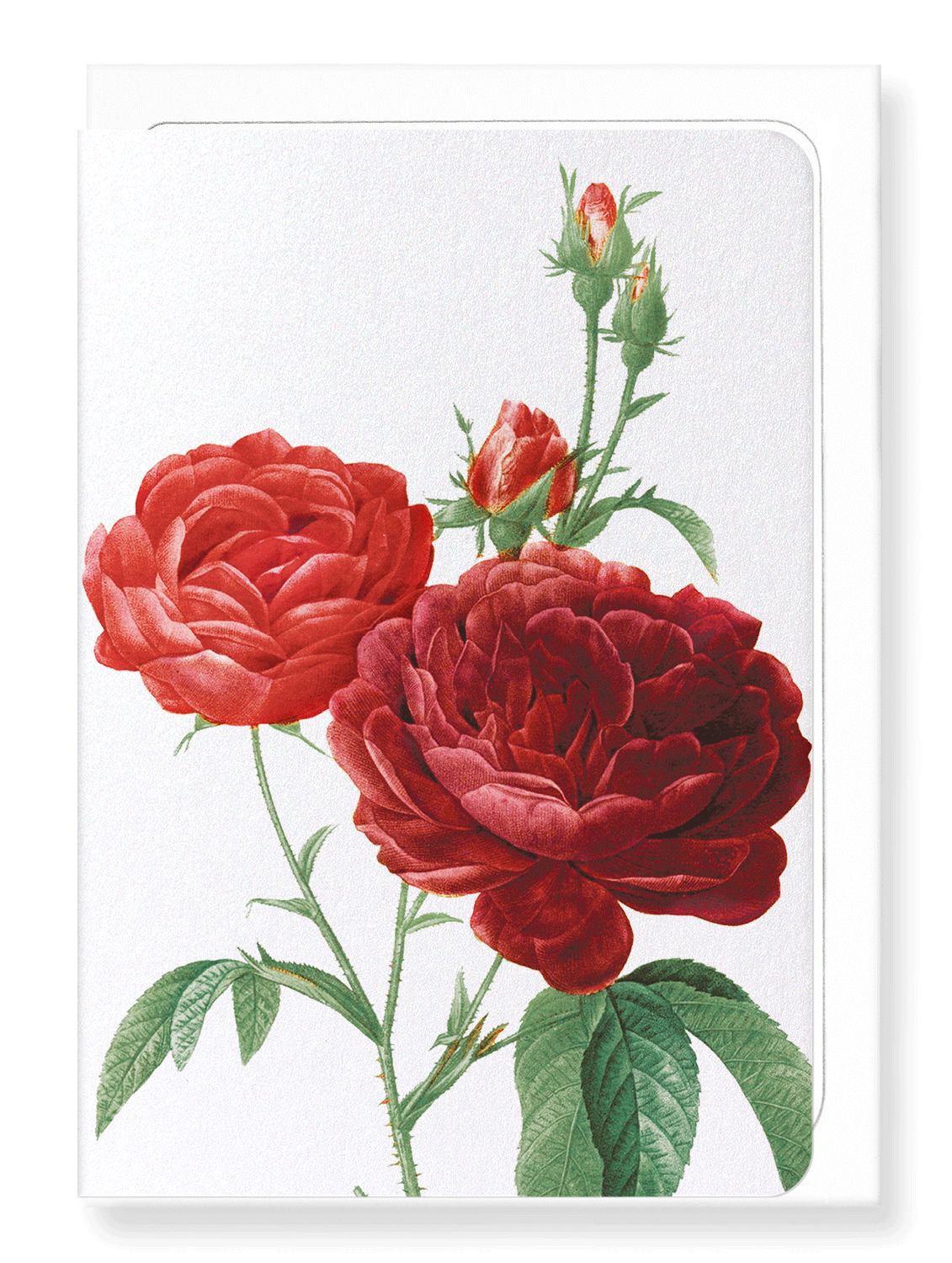 Ezen Designs - Dark red gallica roses (detail) - Greeting Card - Front