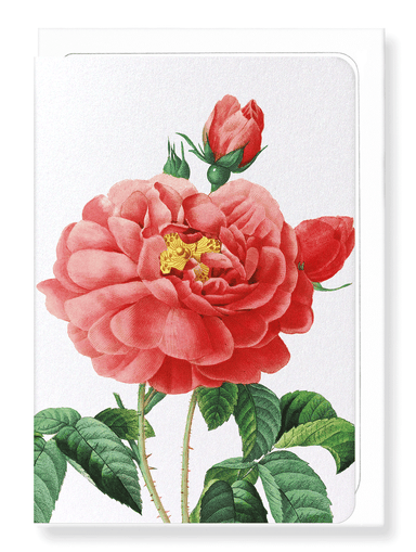 Ezen Designs - Gallica rose (detail) - Greeting Card - Front