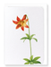 Ezen Designs - Lily (detail) - Greeting Card - Front