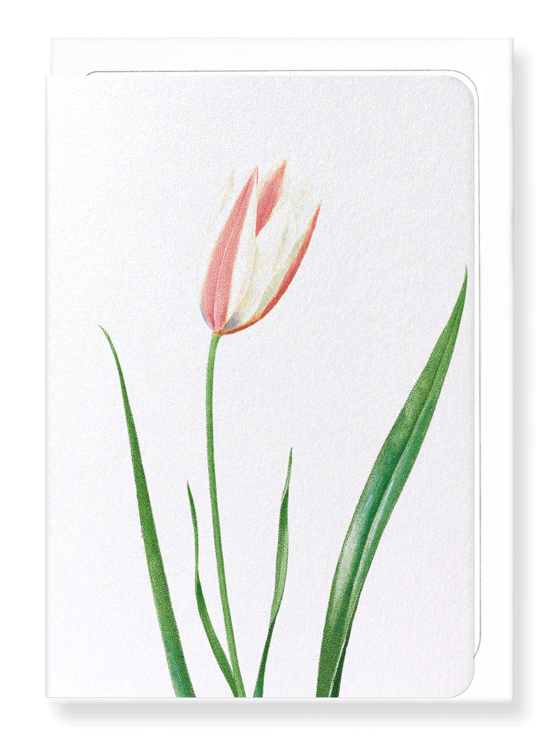Ezen Designs - Lady tulip (detail) - Greeting Card - Front
