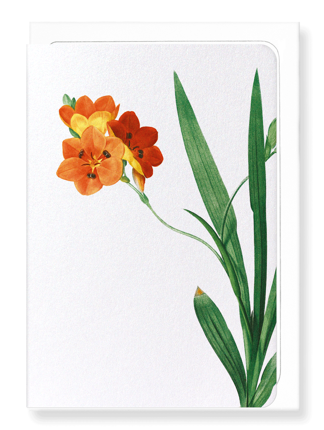 Ezen Designs - Corn lily (detail) - Greeting Card - Front