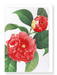 Ezen Designs - Japanese camellia (detail) - Greeting Card - Front