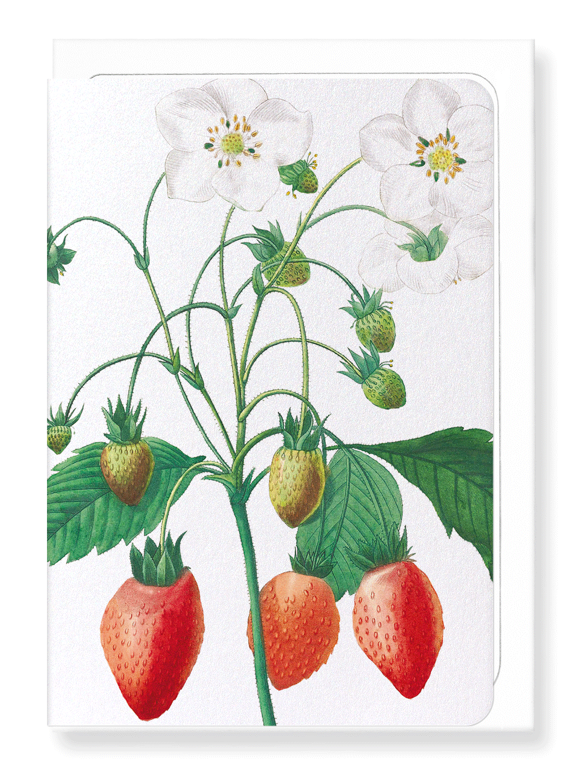 Ezen Designs - Strawberry (detail) - Greeting Card - Front