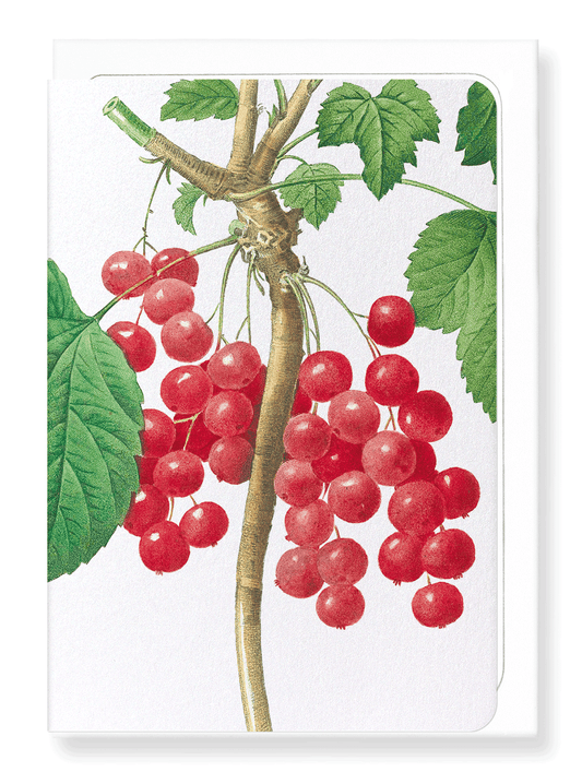 Ezen Designs - Redcurrants (detail) - Greeting Card - Front