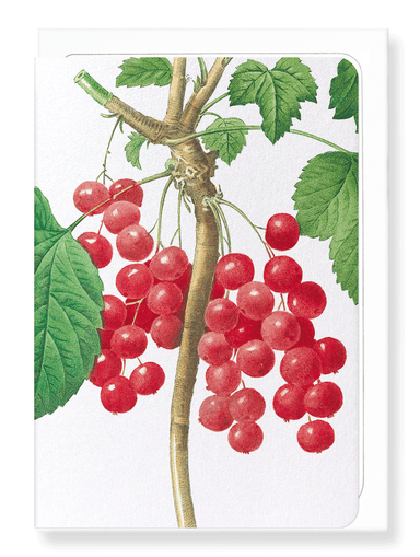 Ezen Designs - Redcurrants (detail) - Greeting Card - Front