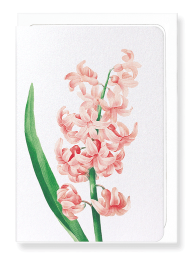 Ezen Designs - Oriental hyacinth (detail) - Greeting Card - Front