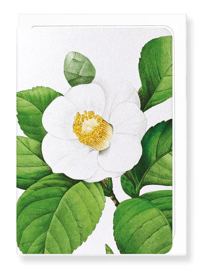 Ezen Designs - Japanese camellia (detail) - Greeting Card - Front
