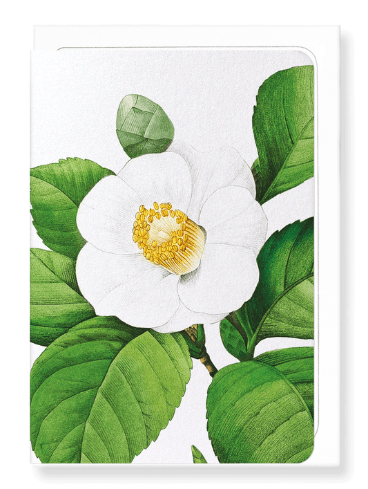 Ezen Designs - Japanese camellia (detail) - Greeting Card - Front