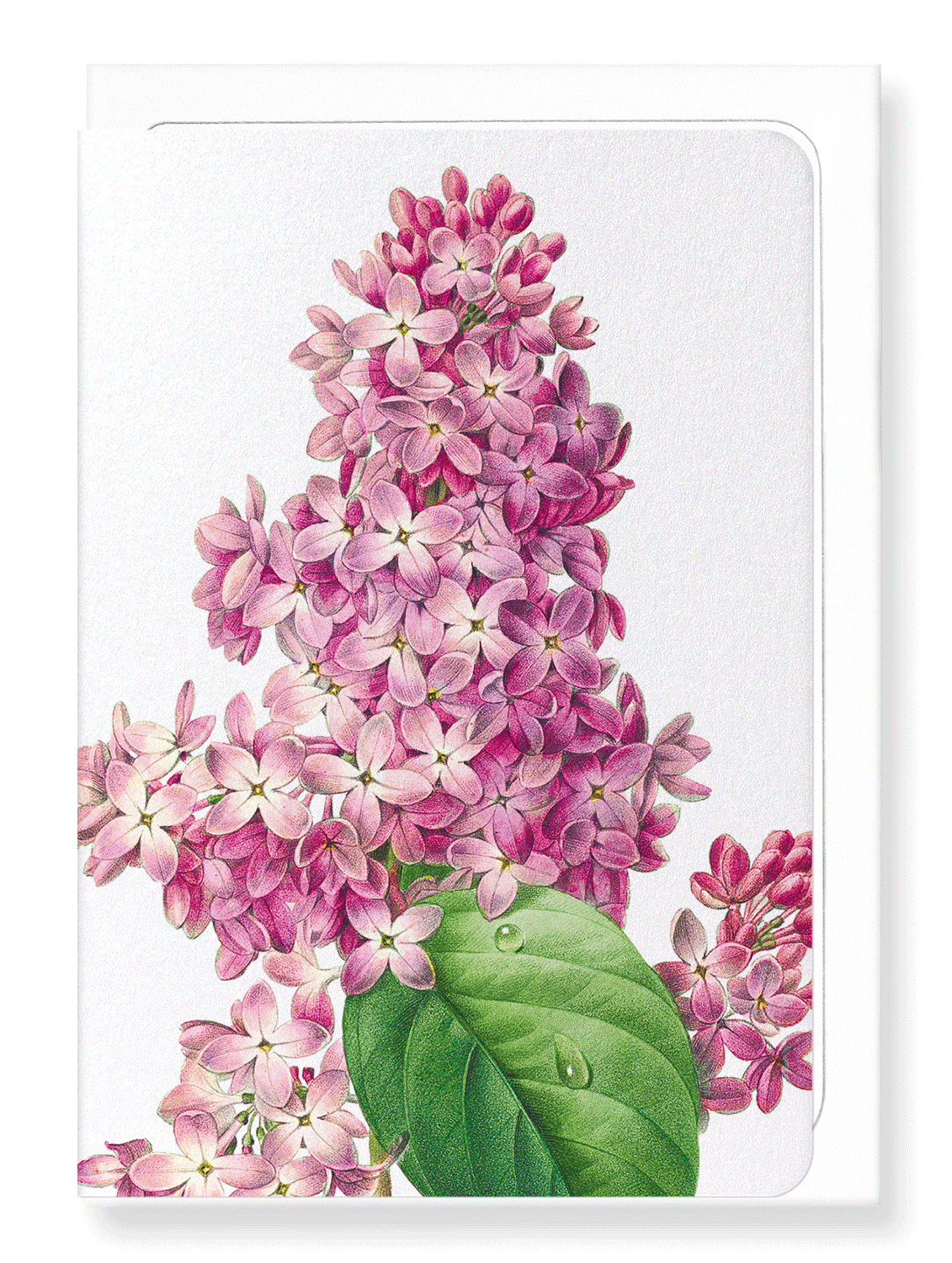 Ezen Designs - Lilac (detail) - Greeting Card - Front