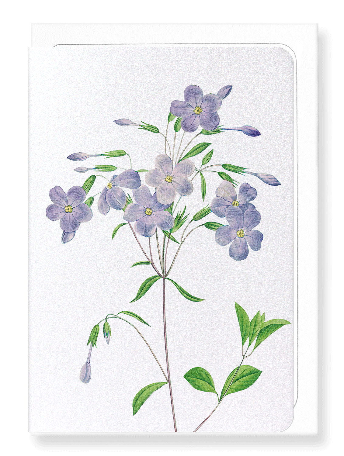Ezen Designs - Phlox (detail) - Greeting Card - Front