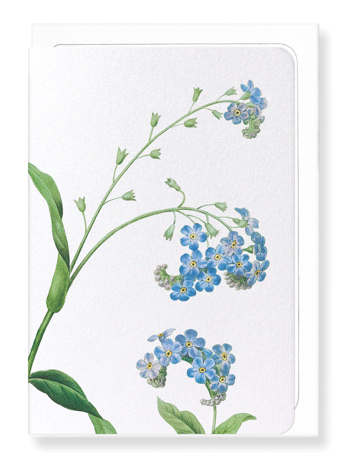 Ezen Designs - Forget me not flower (detail) - Greeting Card - Front