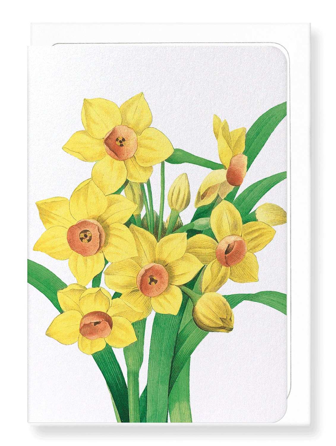 Ezen Designs - Daffodil (detail) - Greeting Card - Front