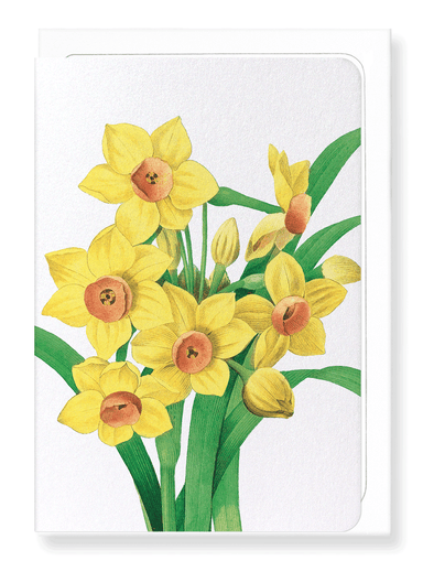 Ezen Designs - Daffodil (detail) - Greeting Card - Front