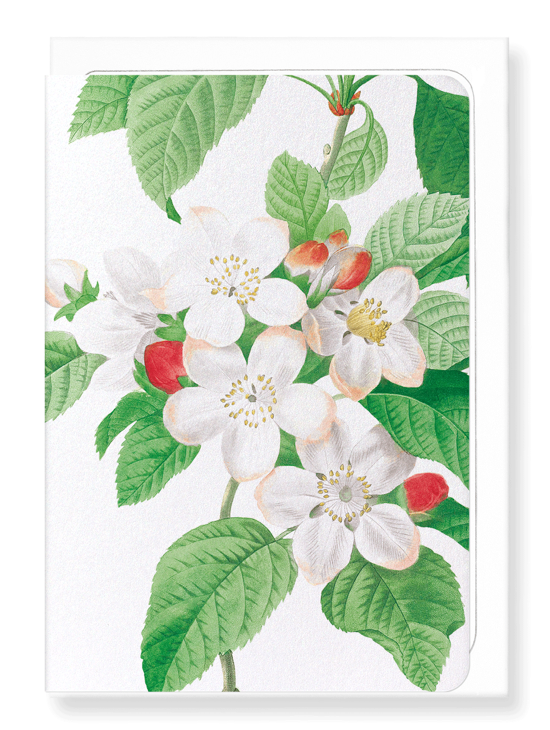 Ezen Designs - Flores mali of the apple tree (detail) - Greeting Card - Front
