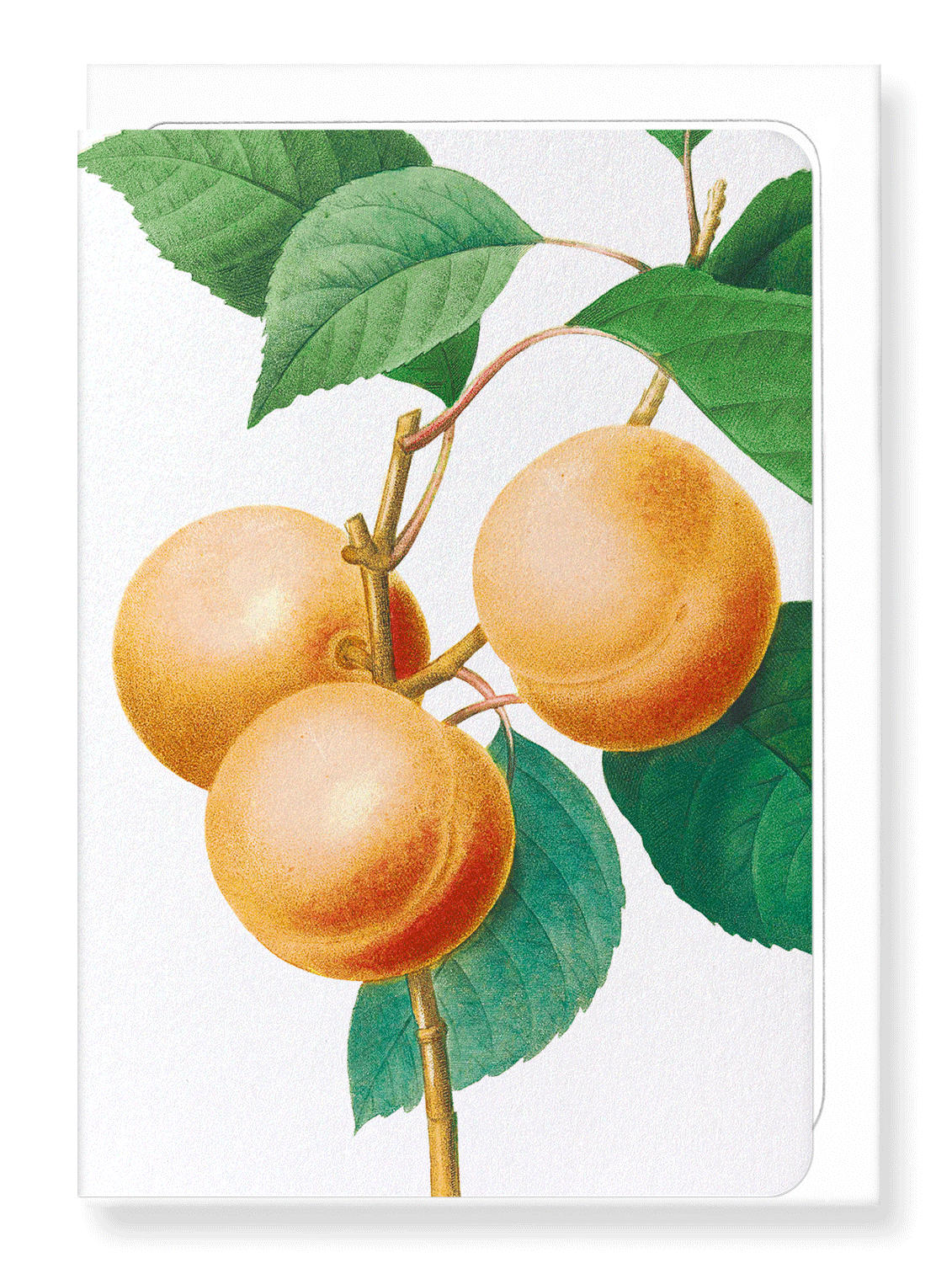 Ezen Designs - Apricot (detail) - Greeting Card - Front