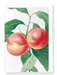 Ezen Designs - Peach No.2 (detail) - Greeting Card - Front
