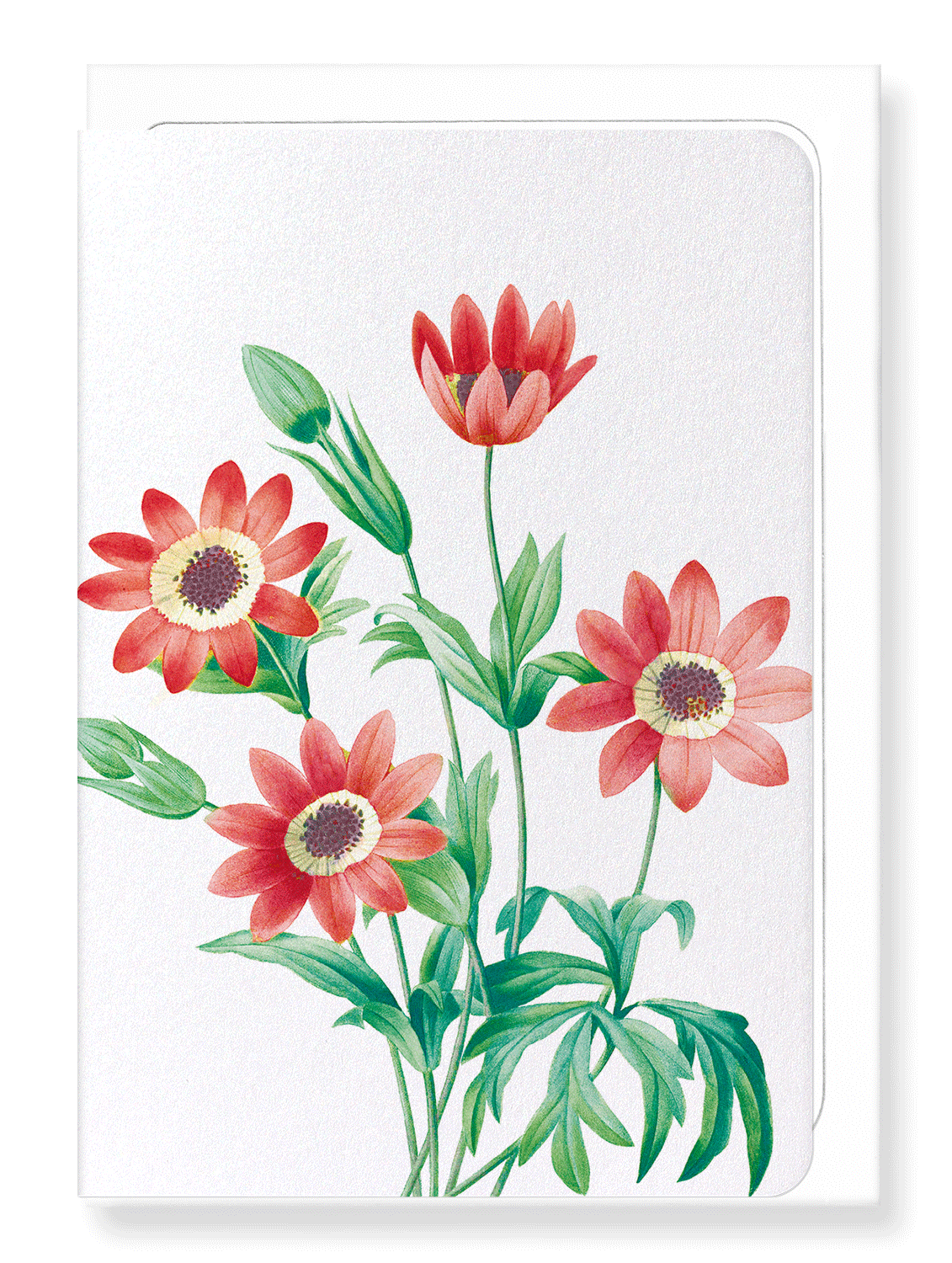 Ezen Designs - Anemone stellata (detail) - Greeting Card - Front