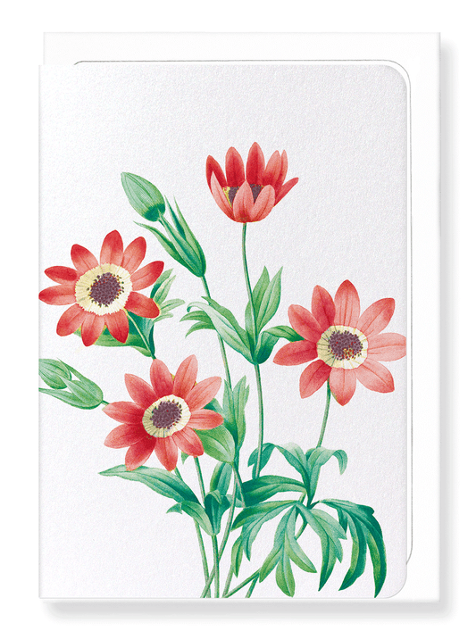 Ezen Designs - Anemone stellata (detail) - Greeting Card - Front