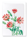 Ezen Designs - Anemone stellata (detail) - Greeting Card - Front