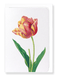 Ezen Designs - Tulip (detail) - Greeting Card - Front