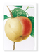Ezen Designs - Apple (calville blanc) (detail) - Greeting Card - Front