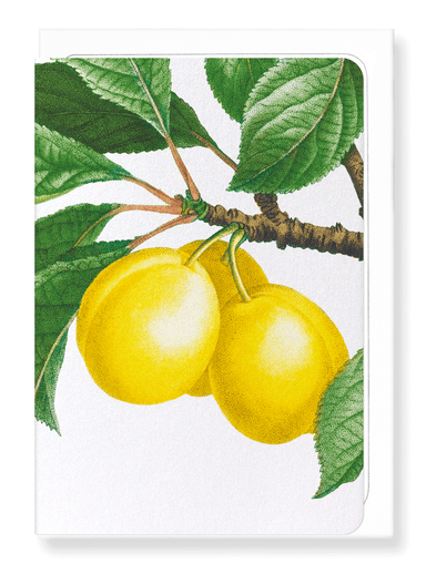 Ezen Designs - Plums on a branch  (detail) - Greeting Card - Front