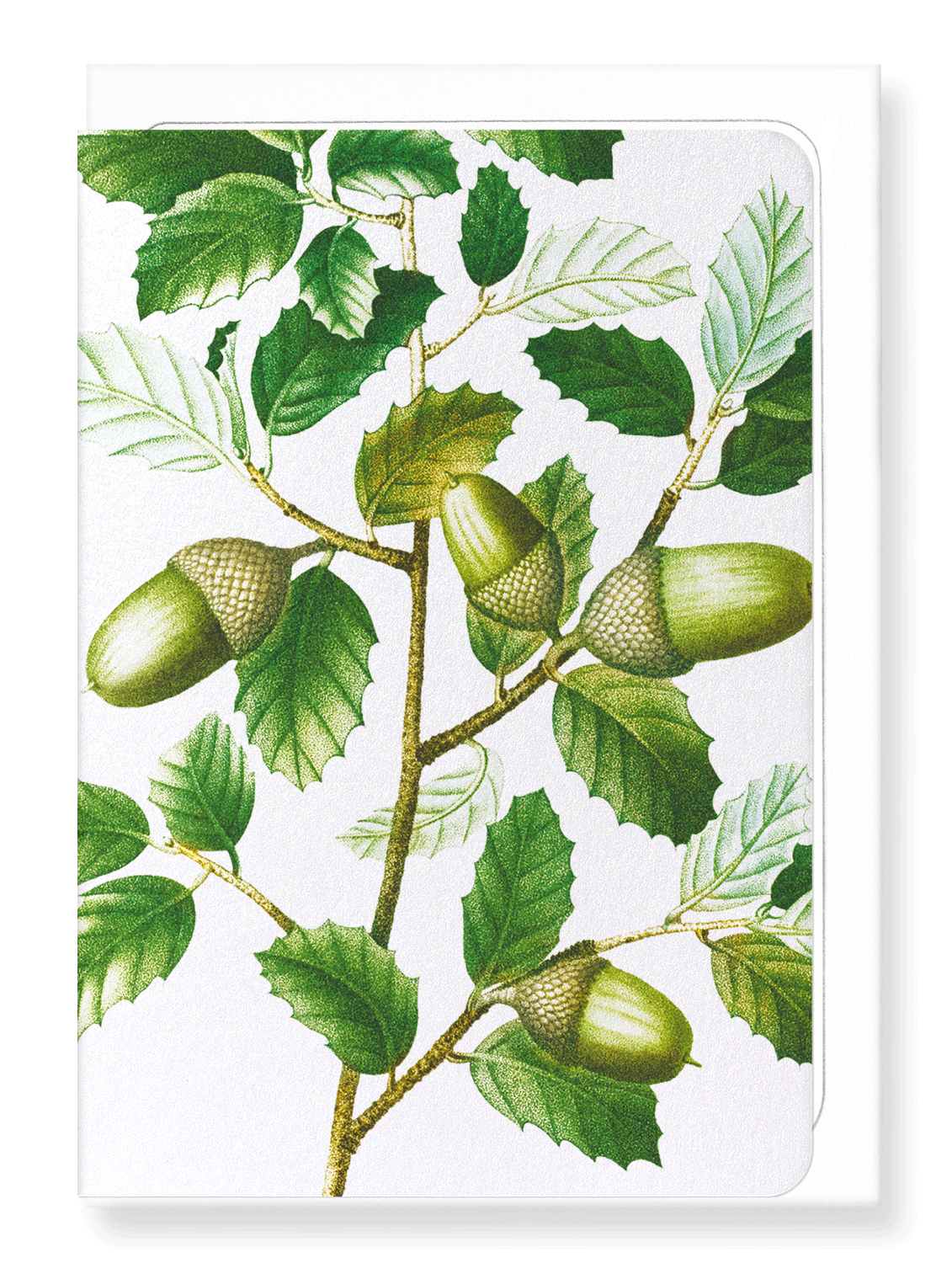 Ezen Designs - Cork oak tree acorns (detail) - Greeting Card - Front