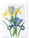 Ezen Designs - Spanish Iris (detail) - Greeting Card - Front