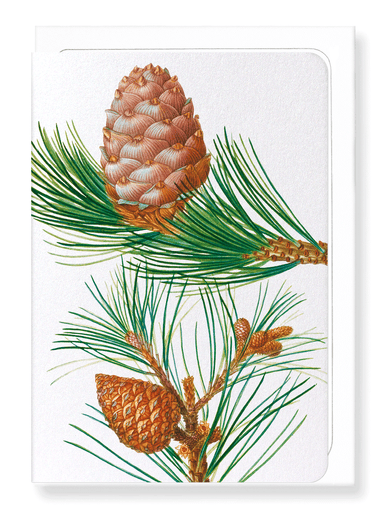 Ezen Designs - Aleppo pine & conifer cones (detail) - Greeting Card - Front