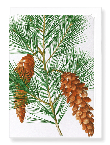 Ezen Designs - White pine (detail) - Greeting Card - Front