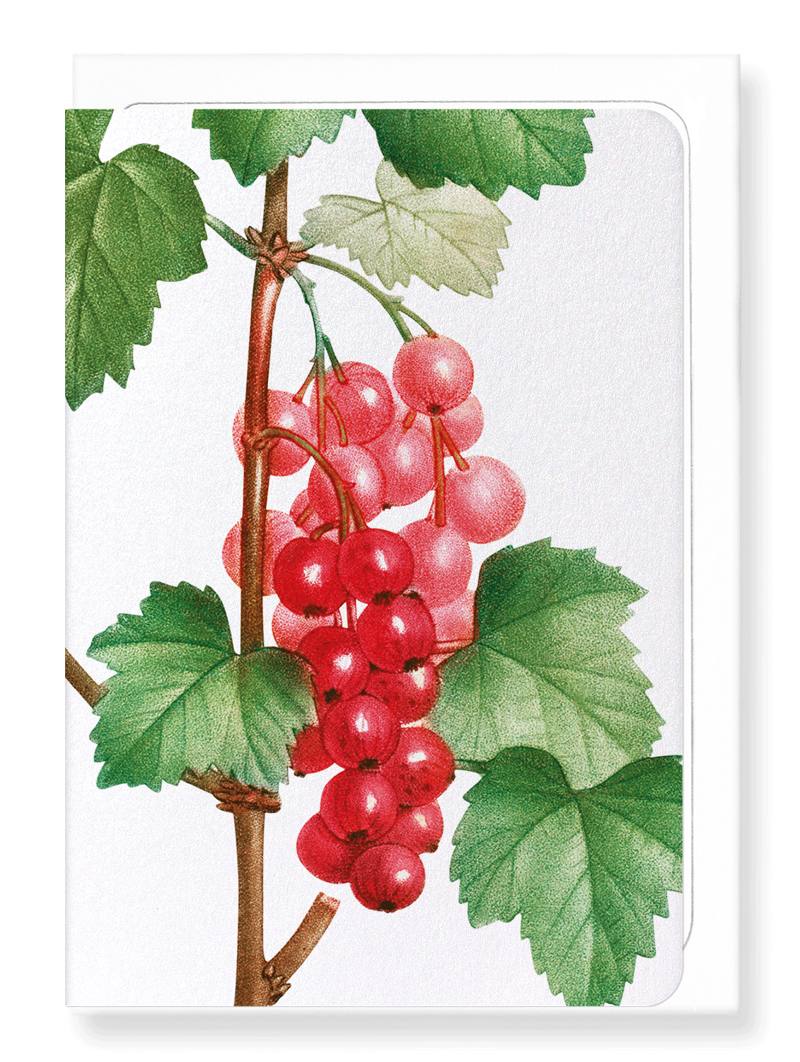 Ezen Designs - Redcurrant fruit (detail) - Greeting Card - Front