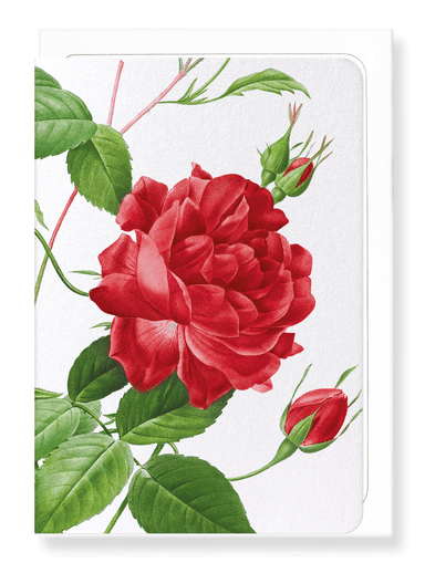 Ezen Designs - Red bengal red rose (detail) - Greeting Card - Front