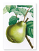 Ezen Designs - Pear No.2 (detail) - Greeting Card - Front