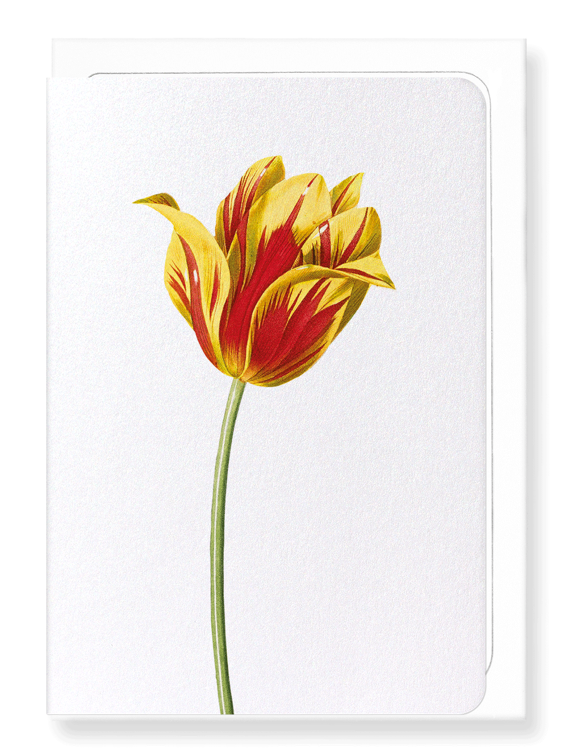 Ezen Designs - Didier's tulip (detail) - Greeting Card - Front