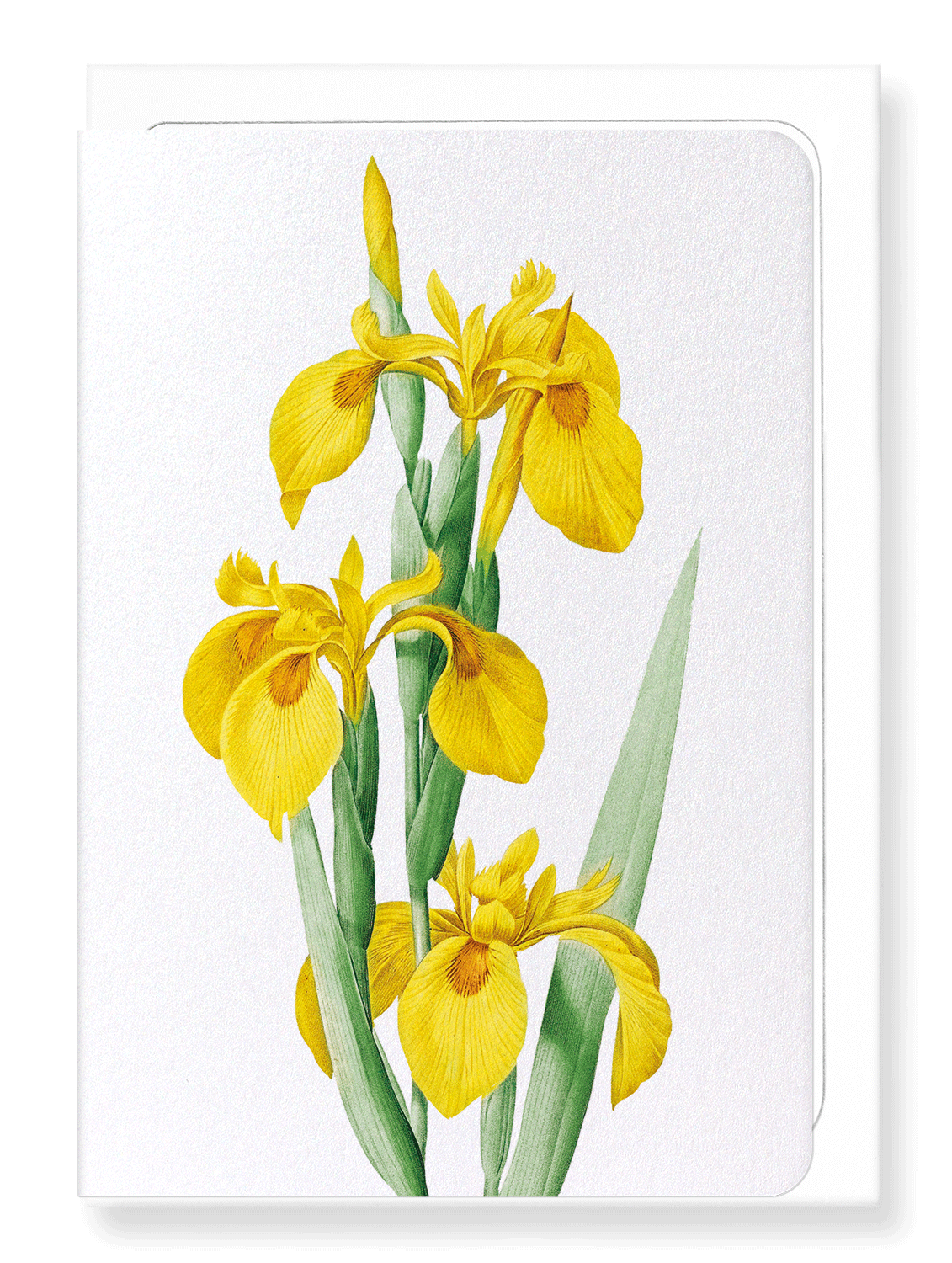 Ezen Designs - Yellow iris (detail) - Greeting Card - Front