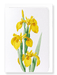 Ezen Designs - Yellow iris (detail) - Greeting Card - Front